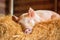 cute little piglet with its eyes closed, taking a nap in the straw barn