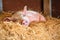 cute little piglet with its eyes closed, taking a nap in the straw barn