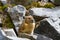 Cute little Pika sitting on rocks