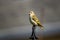 Cute little pine siskin bird perching on a metallic fence on a blurred background