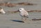 Cute Little Piping Plover