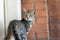 Cute little playful fluffy little tabby cat enjoy playing and walking at backyard streeta against brown brick wall in