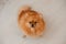 Cute little pomeranian dog sit on floor in home room and attentively look up, from above view. Photo of fluffy brown