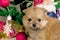 cute little Pomeranian puppies in a Christmas entourage