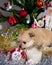 cute little Pomeranian puppies in a Christmas entourage