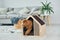 Cute little poodle puppy with pet booth indoors in the modern domestic room. Animal house