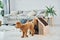 Cute little poodle puppy with pet booth indoors in the modern domestic room. Animal house