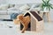 Cute little poodle puppy with pet booth indoors in the modern domestic room. Animal house