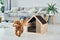Cute little poodle puppy with pet booth indoors in the modern domestic room. Animal house