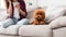 Cute little poodle puppy on sofa at home