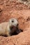 Cute Little Prairie Dog