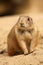 Cute little prairie dog looking to the left