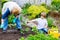 Cute little preschool kid boy and grandmother planting green salad in spring