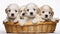 Cute little puppies peeking out in a basket on a white background