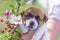 Cute little puppy bitch jack russell terrier next to a blossoming apple tree. natural background. Home garden