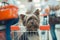 Cute little puppy dog sitting in a shopping cart on blurred shop mall background with people. selective focus macro shot