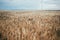 Cute little puppy in field of wheat