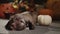 A cute little puppy lies on the floor against a backdrop of pumpkins. Autumn theme