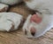 cute little puppy paws, pet sleeping, dog foot