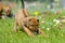 Cute little puppy playing in grass