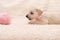 Cute little puppy playing with a tangle of pink threads. puppy on the bed