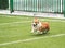 Cute little puppy red dog breed Corgi runs around the green football field on the Playground on the streets in the city for a walk