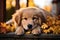 Cute little puppy of retriever lying on the ground full of colorful fall leaves in the park