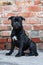 Cute little puppy of Staffordshire Bullterrier breed, black color, sitting on brick wall background.