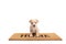 Cute little puppy standing on a door mat with written text home