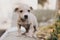 Cute little puppy walking in autumn park. Scared homeless staff terrier beige puppy playing in city street. Adoption concept. Dog