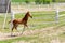 Cute little purebred foal playing at farm. Scenic rural landscape