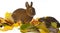 Cute little rabbit and autumnal leaves