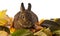 Cute little rabbit and autumnal leaves