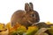 Cute little rabbit and autumnal leaves