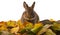 cute little rabbit and autumnal leaves