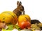 Cute little rabbit and autumnal leaves and pumpkins