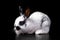 Cute little rabbit on a black background