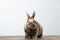 Cute Little rabbit, Brown Fur Sitting on Wood, white Background