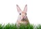 Cute little rabbit in high easter grass on meadow with long rabbit ears