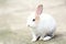 A cute little rabbit looking forward. Adorable rabbit sitting isolated on a gray background