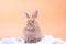 Cute little rabbit White cloth blanket, orange backdrop