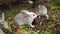 Cute little rabbits eating grass