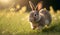 Cute little rabbits running on grass field yard in the morning with sunlight, enjoy lovely and happiness, bunny in fresh