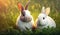 Cute little rabbits running on grass field yard in the morning with sunlight, enjoy lovely and happiness, bunny in fresh