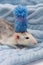 A cute little rat sits in a soft knitted blanket. The rodent is wearing a beautiful blue hat with a pompom. Close-up portrait of