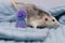 A cute little rat sits in a soft knitted blanket. The rodent is wearing a beautiful blue hat with a pompom. Close-up portrait of