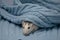 A cute little rat sits in a soft knitted blue blanket. Close-up portrait of a rodent