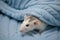 A cute little rat sits in a soft knitted blue blanket. Close-up portrait of a rodent