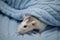 A cute little rat sits in a soft knitted blue blanket. Close-up portrait of a rodent