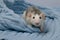 A cute little rat sits in a soft knitted blue blanket. Close-up portrait of a rodent